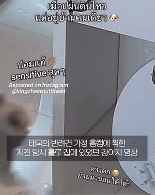 태국-지진-당시-혼자-집에-있었던-강아지-반응.gif-0-이미지