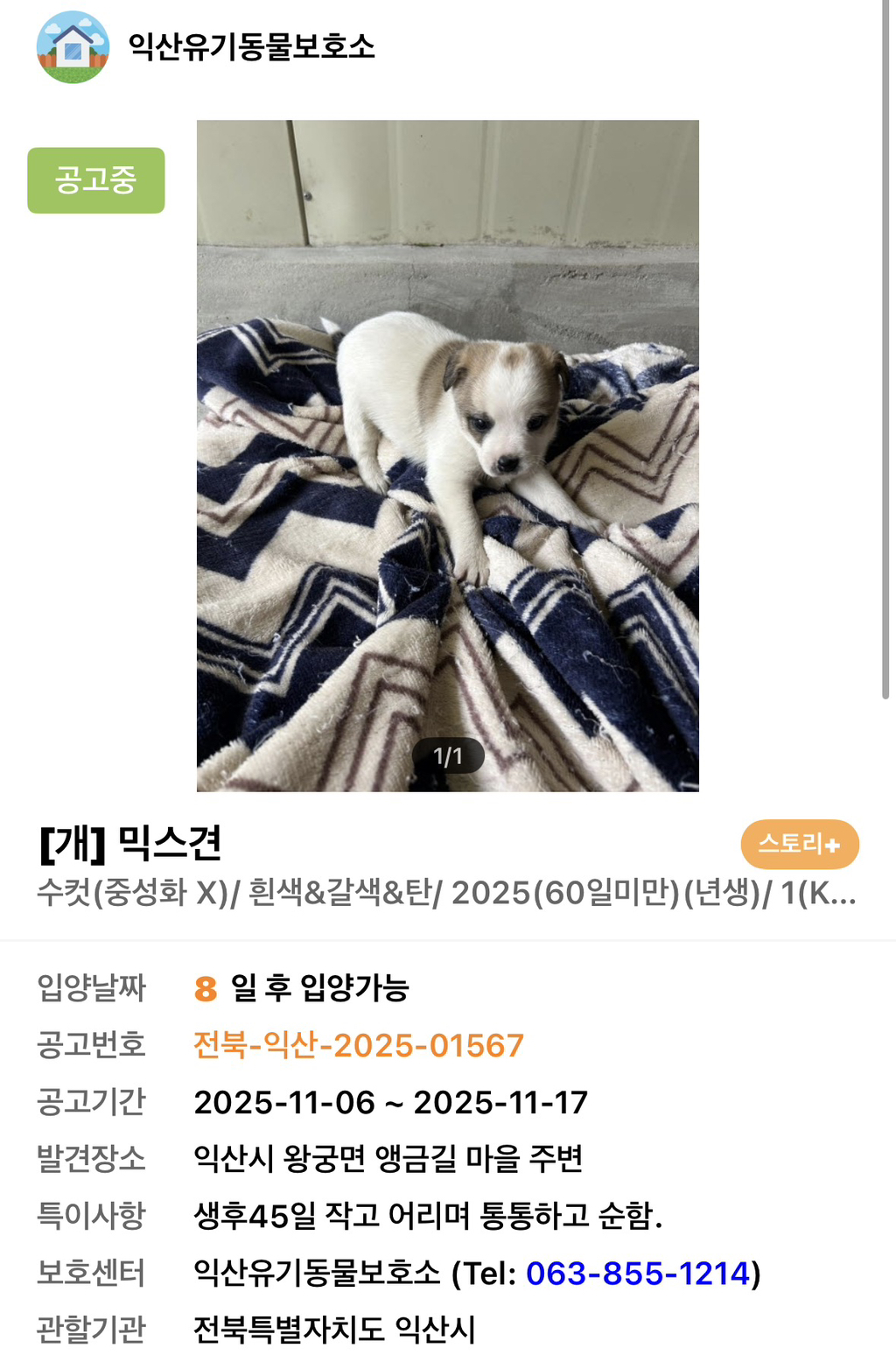 사이버-꼬순내-무료나눔‼️‼️‼️-나만-없네-가나디...🐶-입양하세요🤍!!!-6-이미지