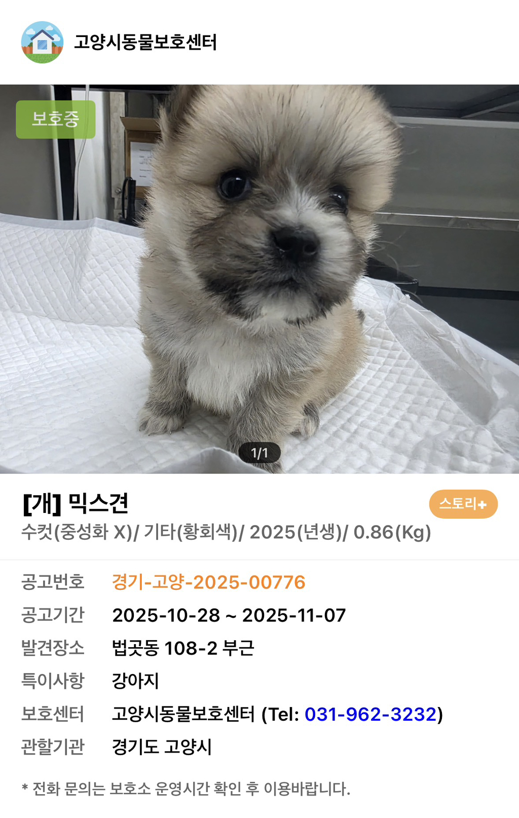 사이버-꼬순내-무료나눔‼️‼️‼️-나만-없네-가나디...🐶-입양하세요🤍!!!-1-이미지