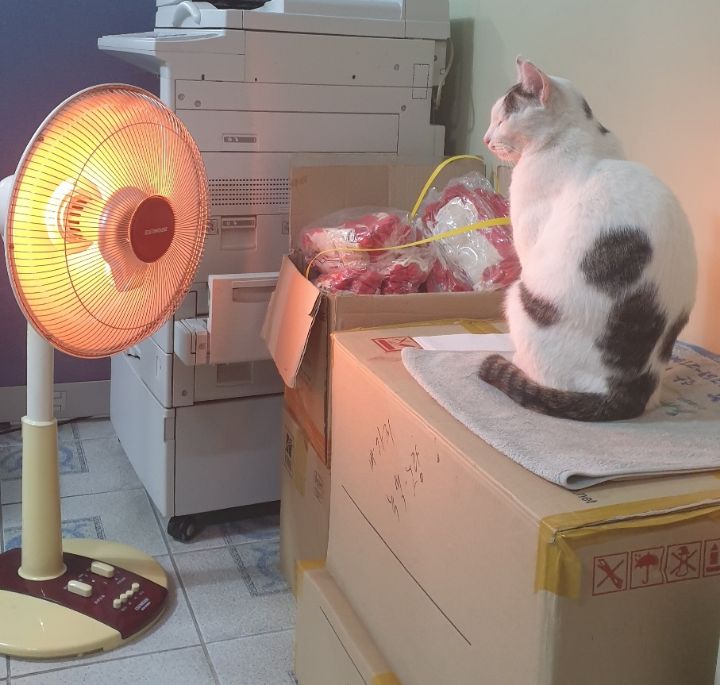 울엄마-근무환경-개부럽.....ㅠㅠㅜㅋㅋㅋㅋㅋ냥세권..-5-이미지