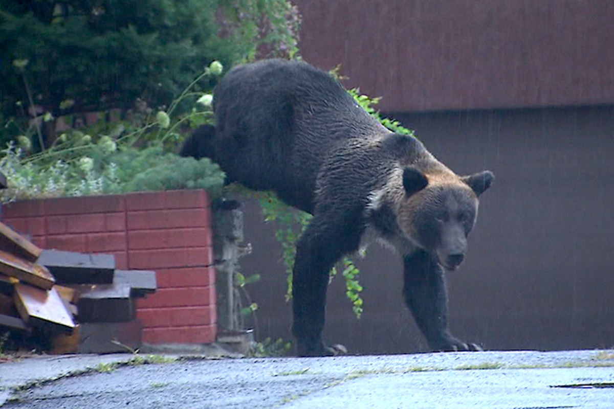 일본-곰사냥꾼-1회-출동시-받는-돈-0-이미지