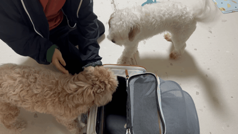 유기견-남매-데려왔는데-너무-귀여워ㅠㅠ-근데-너무-커버렸어;;-52-이미지