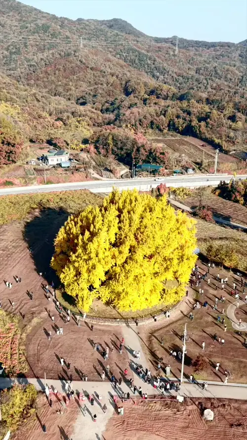 1,100년된-원주-반계리-은행나무-근황~-0-이미지