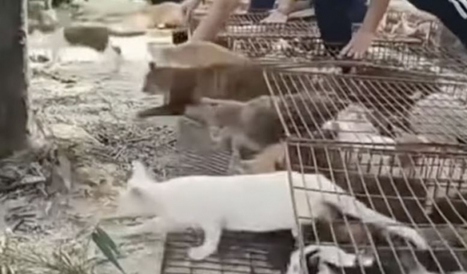 저수지-풀린-1100마리-고양이,-물에-빠져-허우적…중국서-또-‘방생-참사’-0-이미지