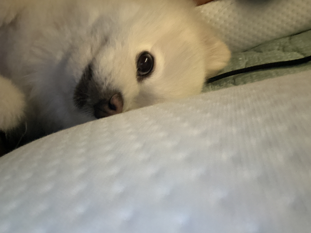 나-어제-진짜-피치못할사정으로-우리집-강아지-회사-데리고-출근해서-20분정도-같이-있었거든-2-이미지