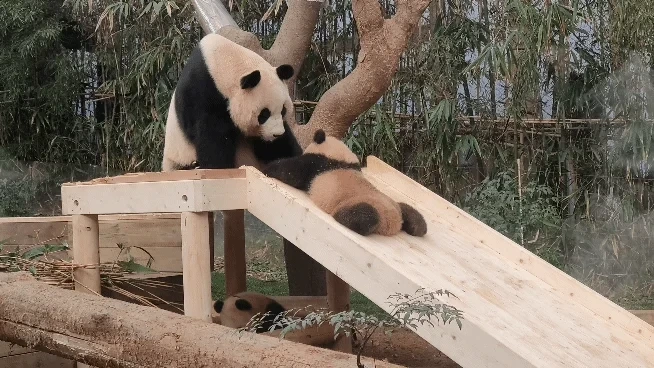 미끄럼틀-즐기는-루이바오-🐼-1-이미지