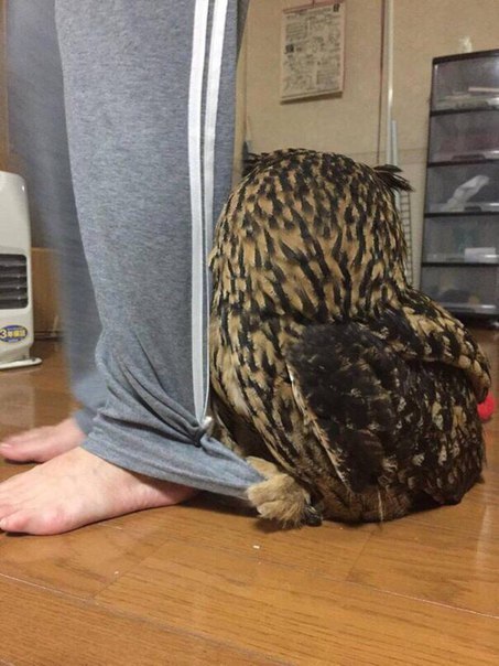 집에-손님이-오자-주인-뒤로-숨는-부엉이-2-이미지