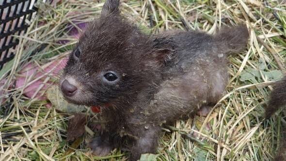 시골에서-종종-너구리를-기르게-되는-이유-1-이미지