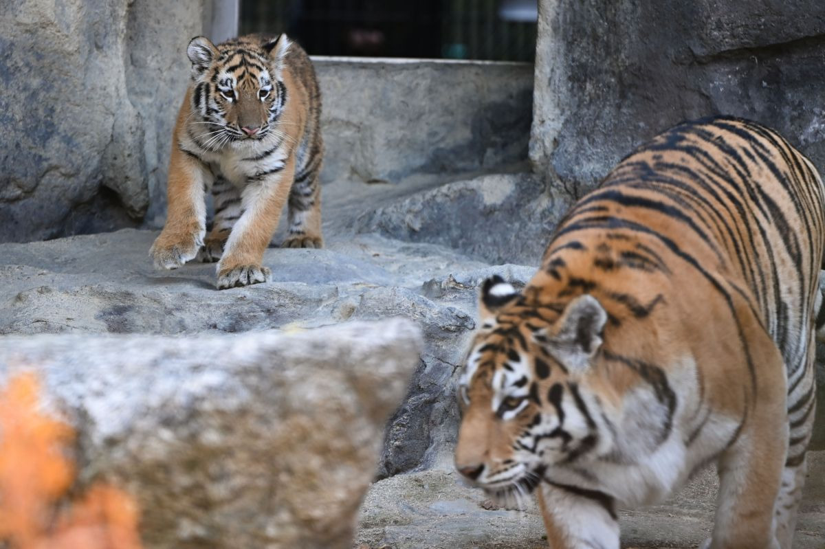 오늘-대중에-첫-공개된-아기호랑이-설호.jpg-7-이미지