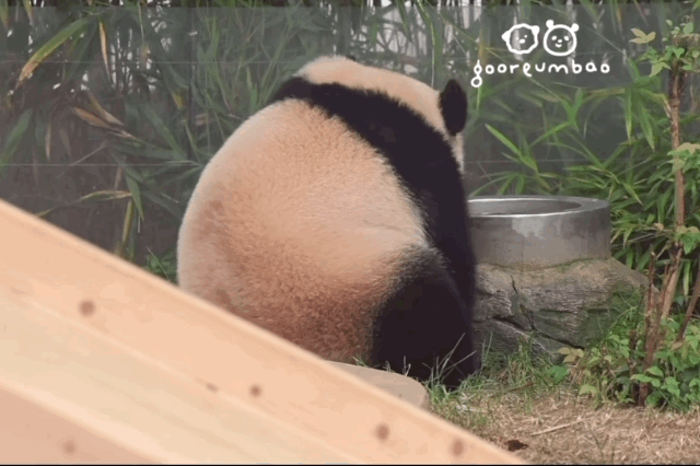 미끄럼틀-즐기는-루이바오-🐼-4-이미지