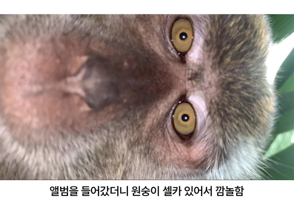원숭이한테-폰-뺏긴-남자의-폰에-찍힌-사진들.jpg-2-이미지