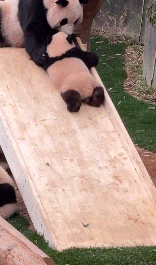 미끄럼틀-즐기는-루이바오-🐼-0-이미지