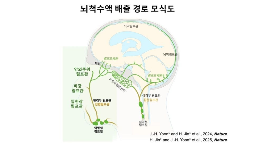마사지로-뇌-노폐물-배출하여-치매-예방-6-이미지