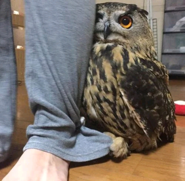 집에-손님이-오자-주인-뒤로-숨는-부엉이-1-이미지