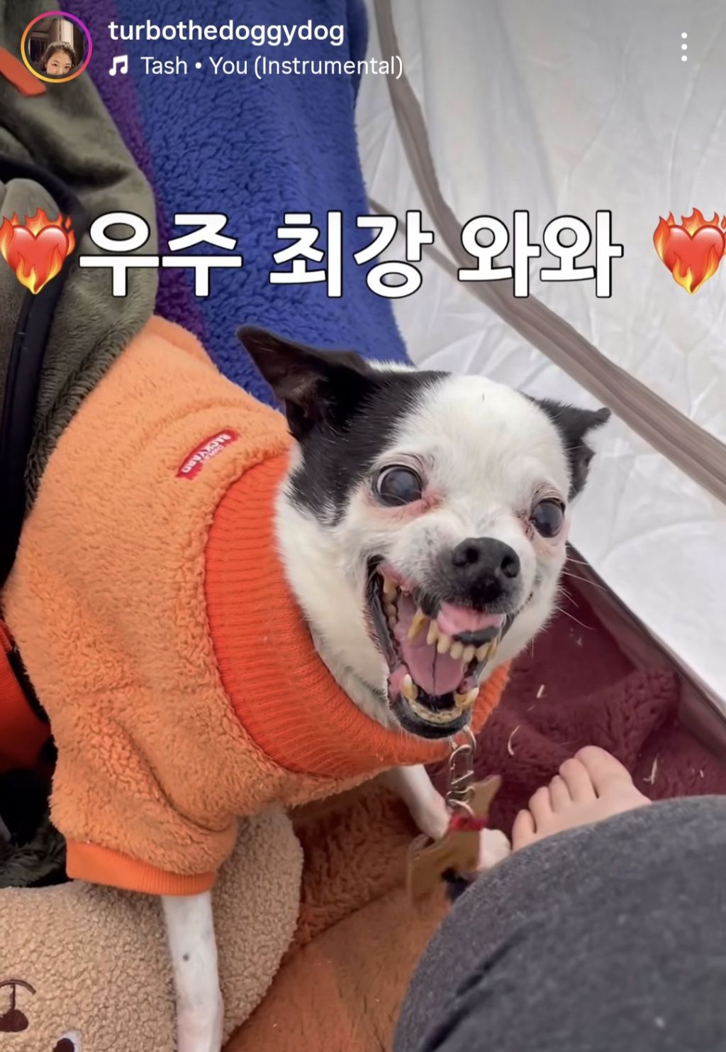 와와헴이-화난걸-보고-겁에-질린-진돗개-3-이미지