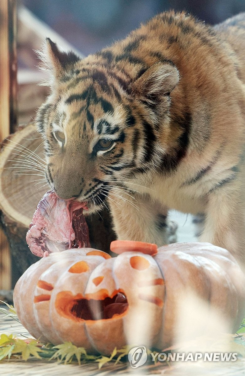 오늘-대중에-첫-공개된-아기호랑이-설호.jpg-5-이미지