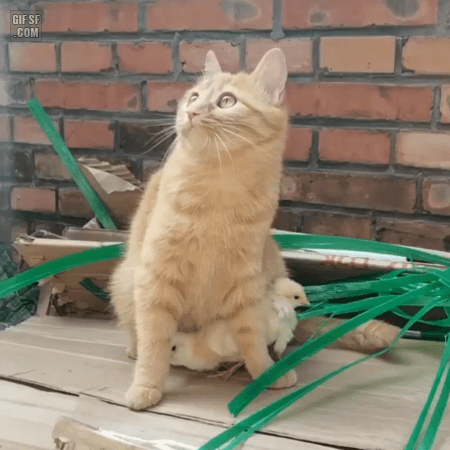 까마귀로부터-병아리를-지켜주는-고양이-1-이미지