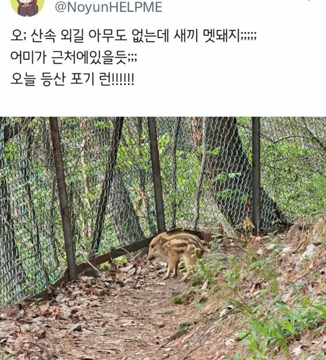 등산하다가-새끼-멧돼지-발견함;;-1-이미지