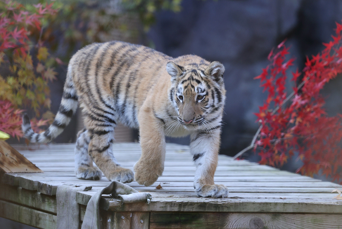 오늘-대중에-첫-공개된-아기호랑이-설호.jpg-10-이미지