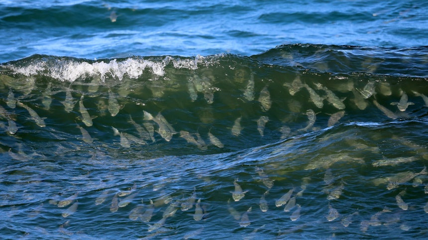 서핑-타듯-파도-즐기는-숭어떼…"진짜-물반-고기반"-0-이미지