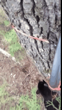 산에서-곰을-만나면-답-없는-이유-4-이미지