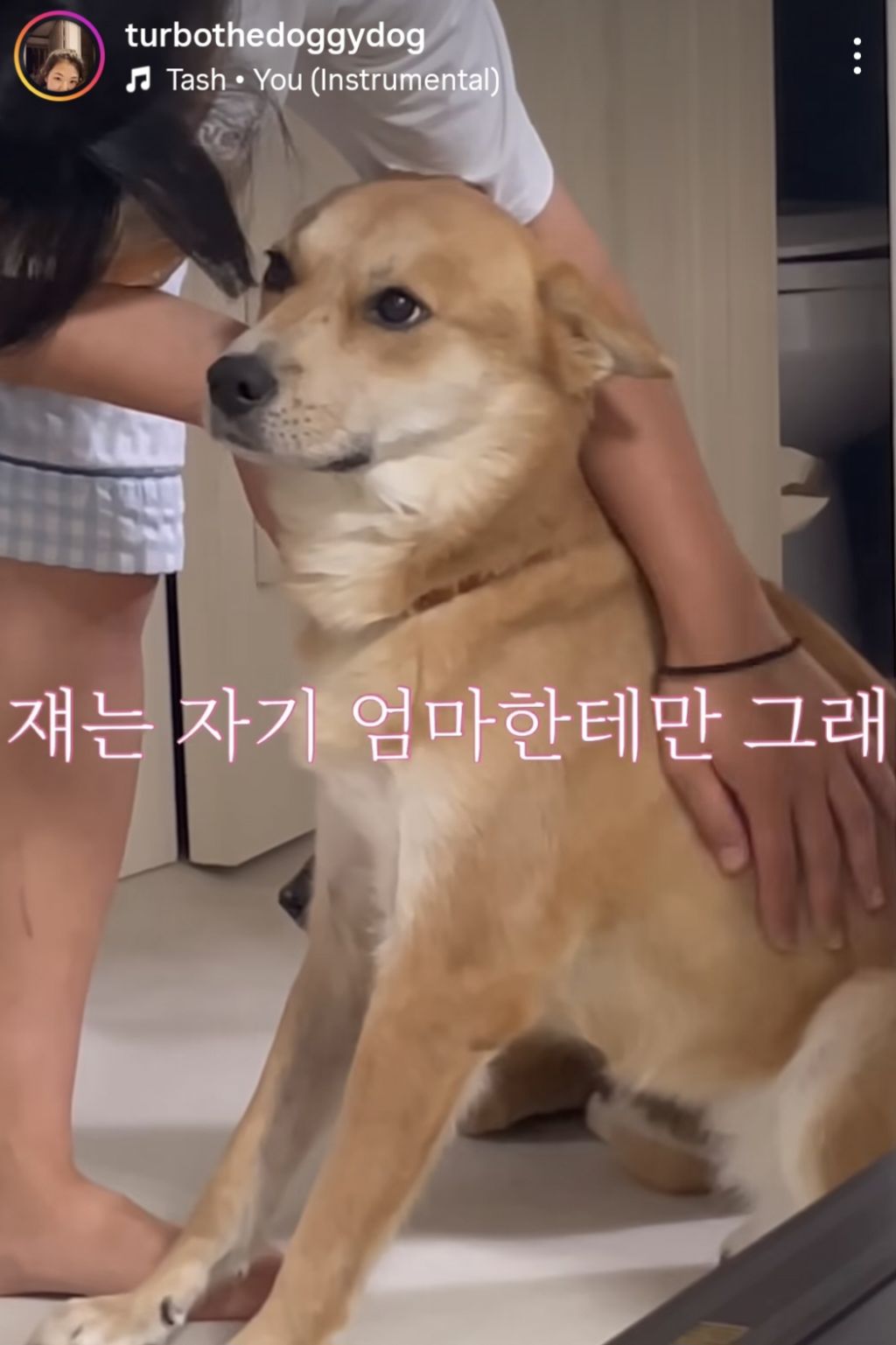 와와헴이-화난걸-보고-겁에-질린-진돗개-1-이미지