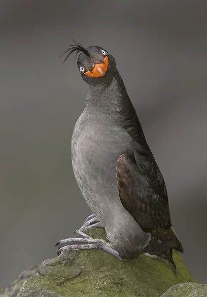 @@:새-그림-개못그렸네-ㅋㅋ-4-이미지