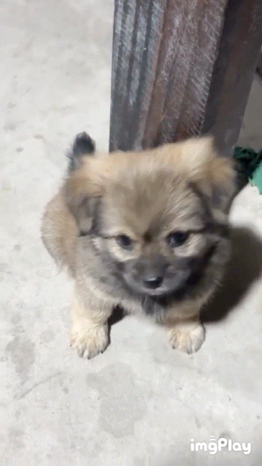 귀여운-똥강아지-1-이미지