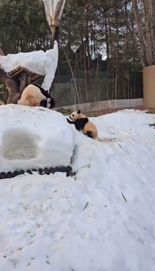 미끄럼틀-즐기는-루이바오-🐼-7-이미지