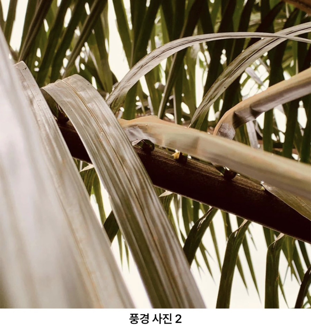 원숭이한테-폰-뺏긴-남자의-폰에-찍힌-사진들.jpg-4-이미지