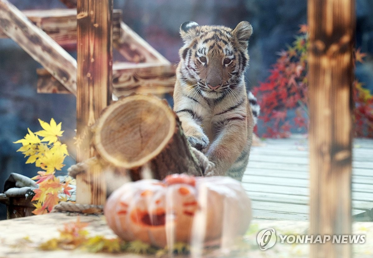 오늘-대중에-첫-공개된-아기호랑이-설호.jpg-2-이미지