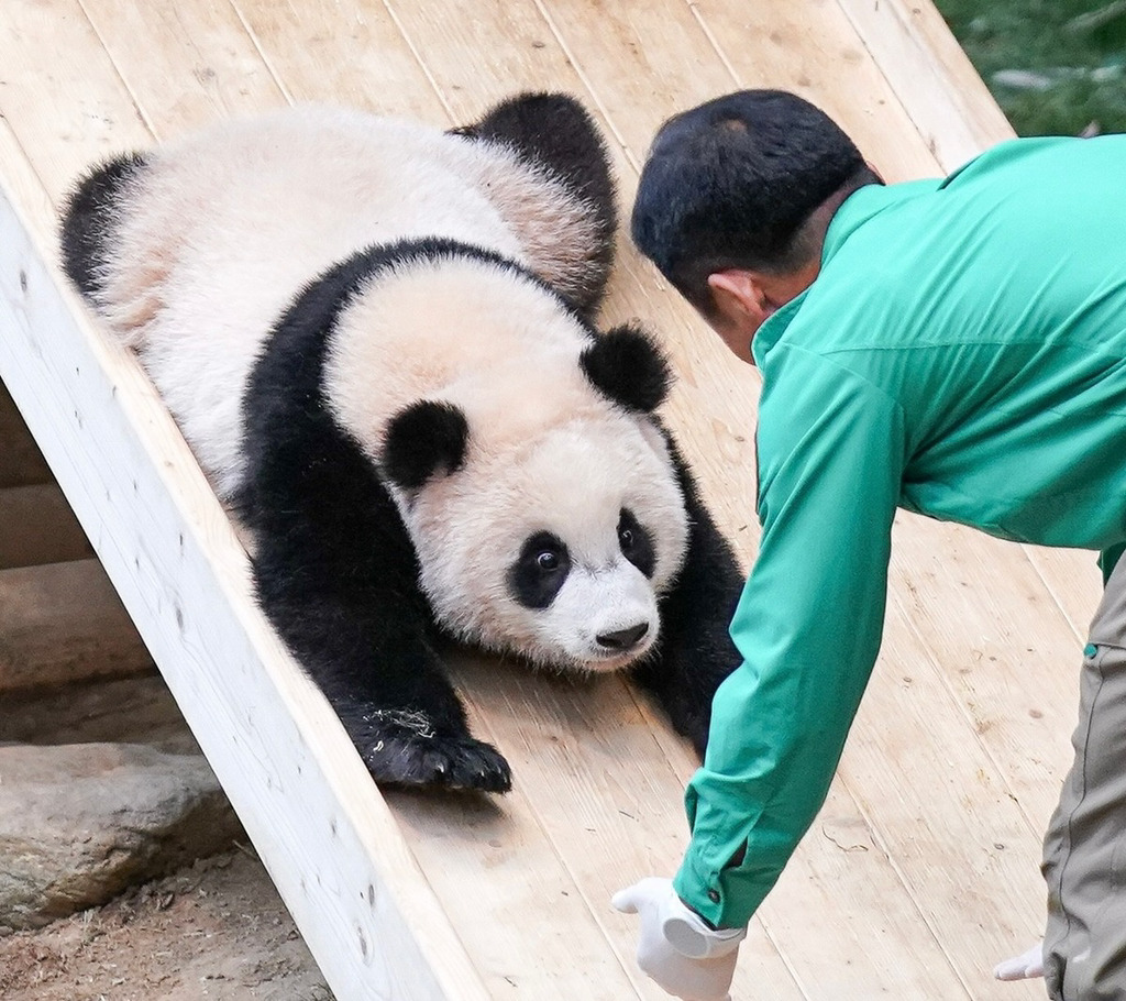 미끄럼틀-즐기는-루이바오-🐼-12-이미지