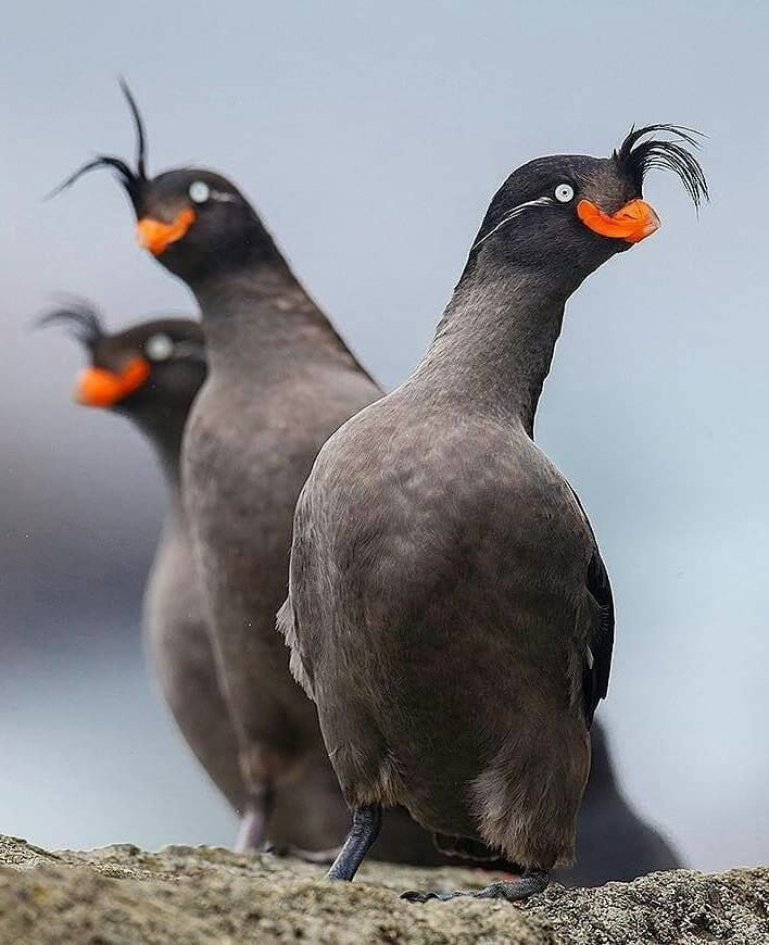 @@:새-그림-개못그렸네-ㅋㅋ-5-이미지