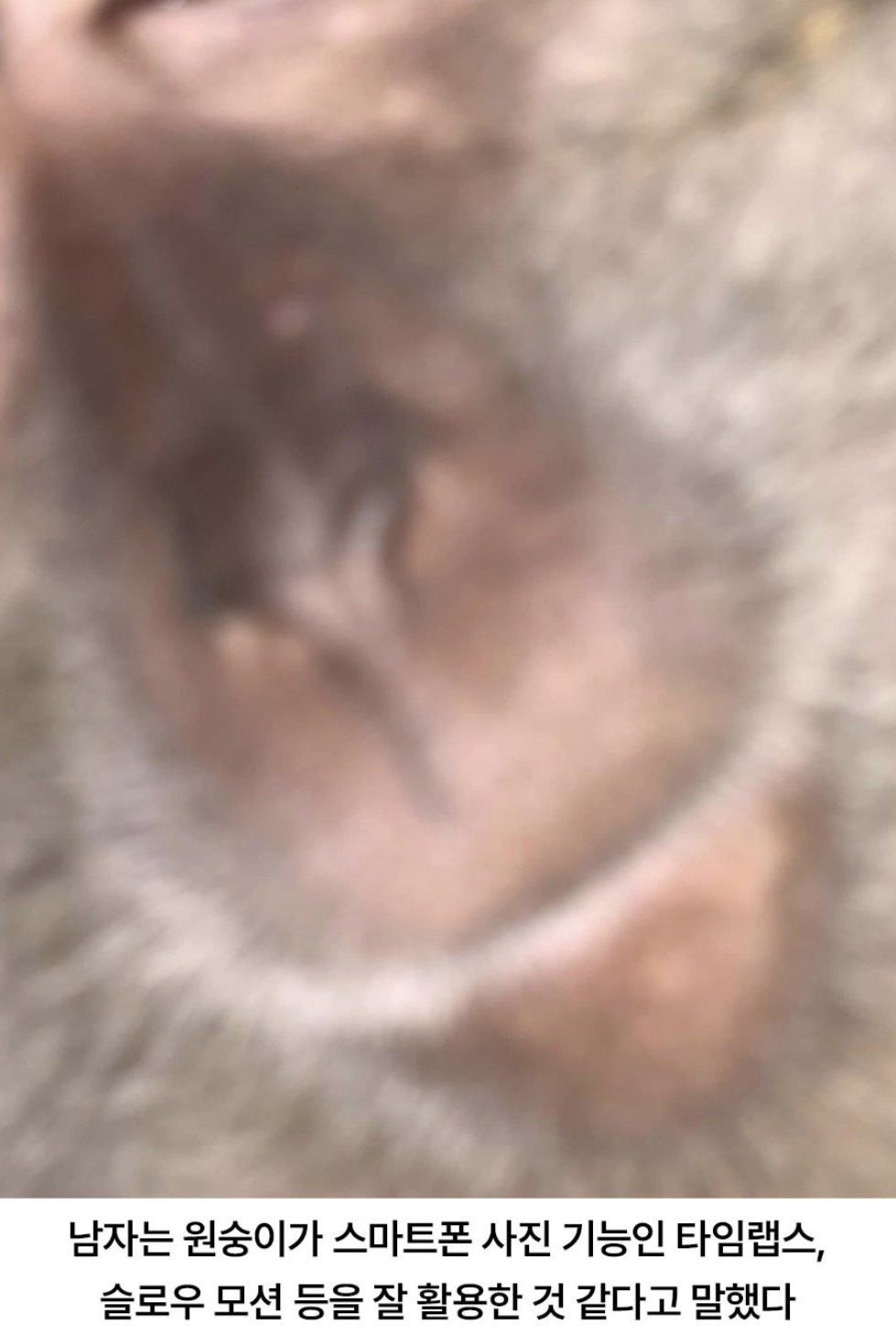 원숭이한테-폰-뺏긴-남자의-폰에-찍힌-사진들.jpg-5-이미지