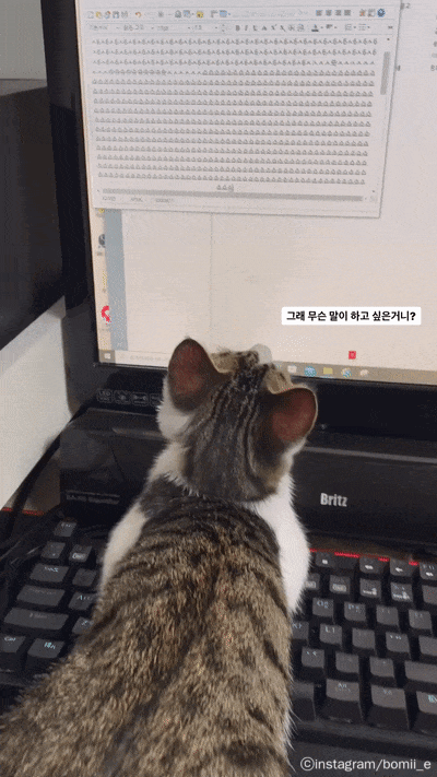 판사님-우리집-고양이가-좋아요-눌렀습니다-1-이미지