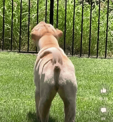 똥꾸멍멍!!.gif-0-이미지