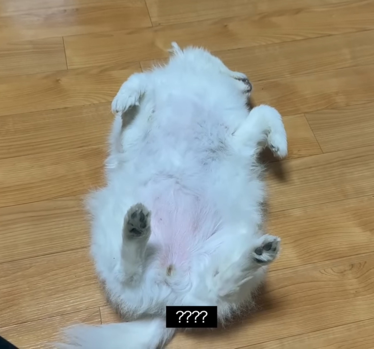 🐶-:-가족들이-여행간-사이-모르는-사람이-집에-들어왔다-0-이미지