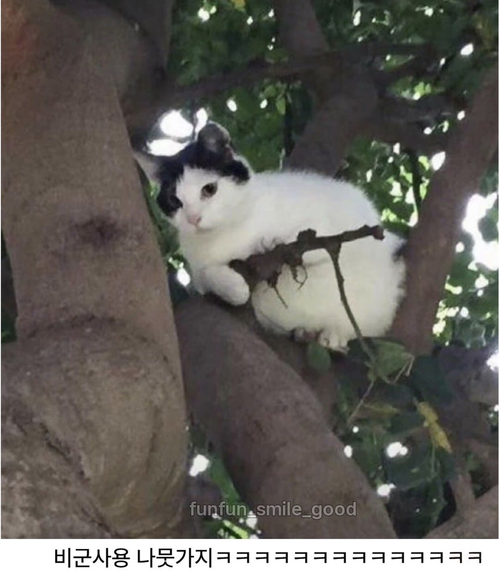 "나무-위에-소총-든-고양이가-있어요"-신고,-1-이미지