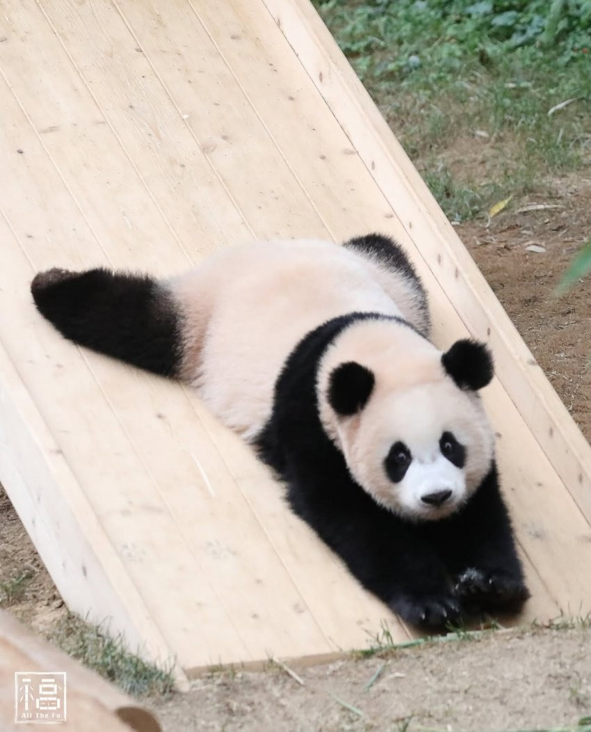 미끄럼틀-즐기는-루이바오-🐼-10-이미지