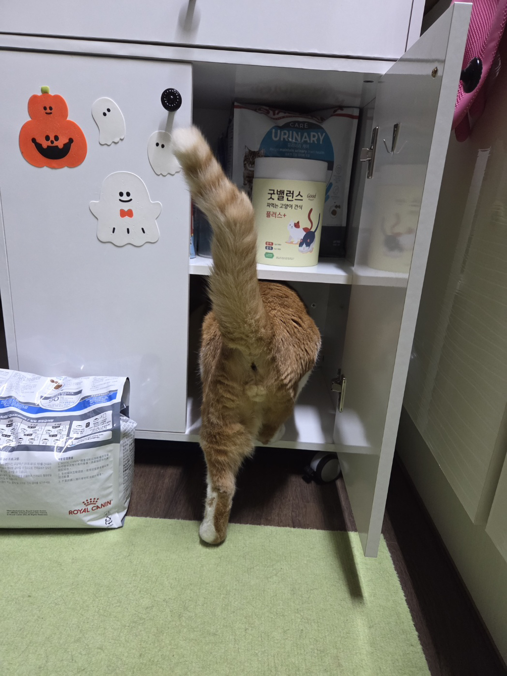 고양이는-천재다-2-이미지