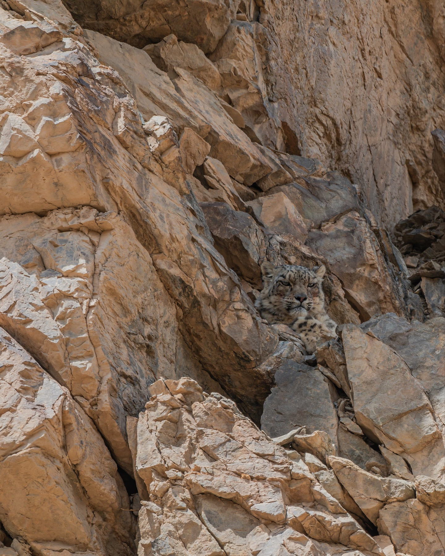 이리-와보라냥-🐆-나하고-놀자옹-1-이미지