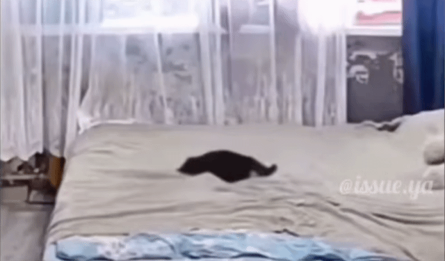 홈캠이-아니었다면-믿지못할-장면(feat.고양이)-0-이미지