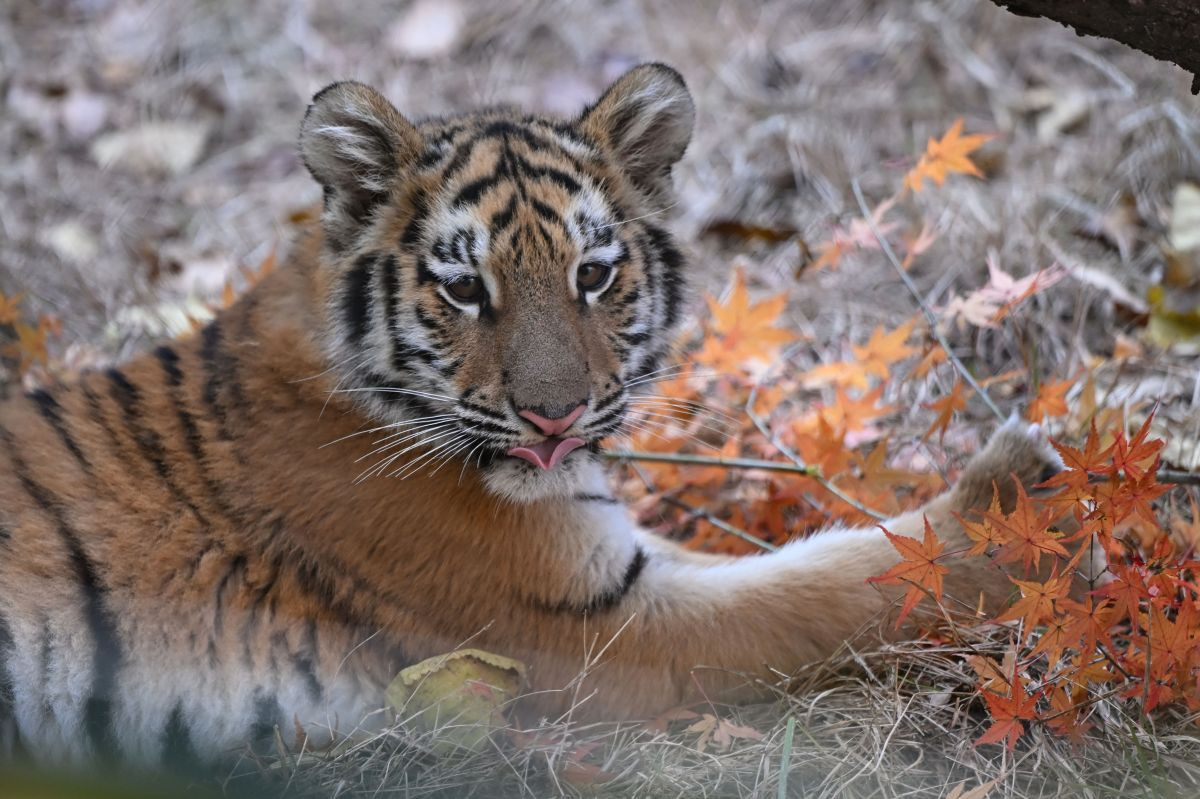 오늘-대중에-첫-공개된-아기호랑이-설호.jpg-6-이미지