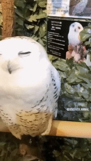 사람-손-타는-부엉이.gif-0-이미지