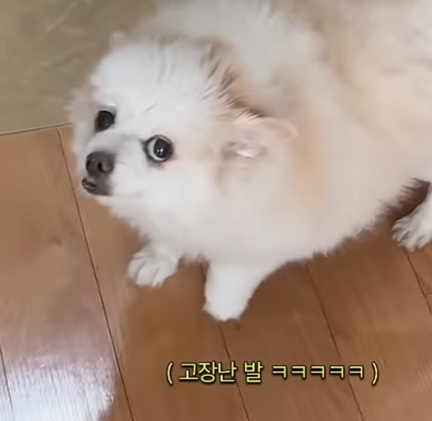 🐶-:-가족들이-여행간-사이-모르는-사람이-집에-들어왔다-1-이미지