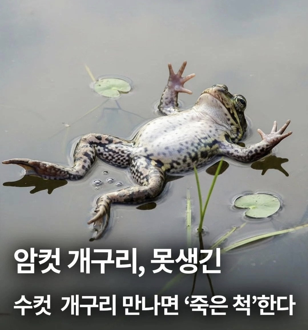 동물로-태어나도-잘-생겨야-하는-이유-1-이미지