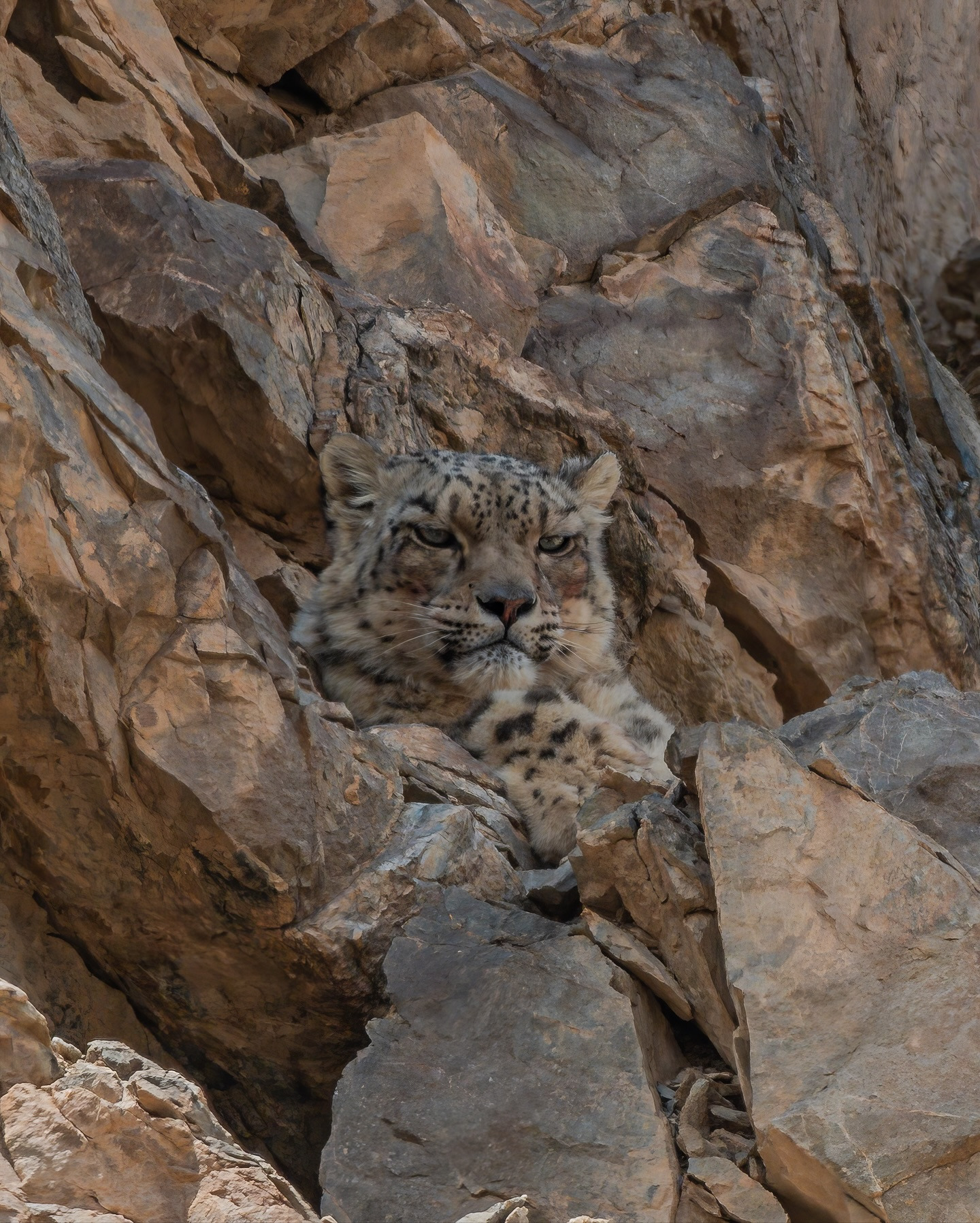 이리-와보라냥-🐆-나하고-놀자옹-2-이미지