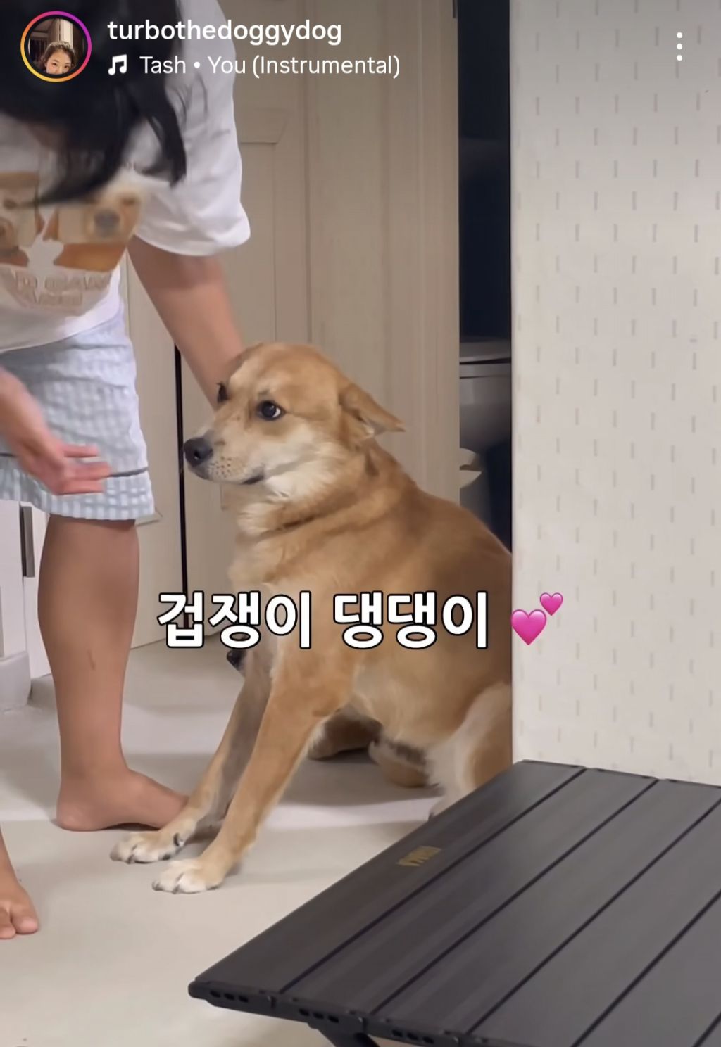 와와헴이-화난걸-보고-겁에-질린-진돗개-2-이미지