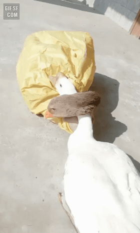 팔려가기-전-마지막으로-포옹하는-거위-부부...gifㅠㅠ-1-이미지