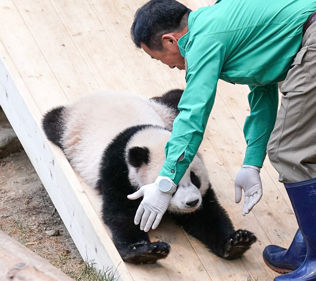 미끄럼틀-즐기는-루이바오-🐼-14-이미지